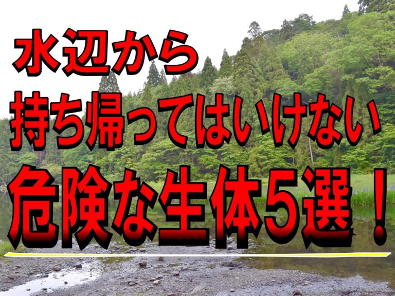 水辺から持ち帰ってはいけない危険な生体5選の見出し画像