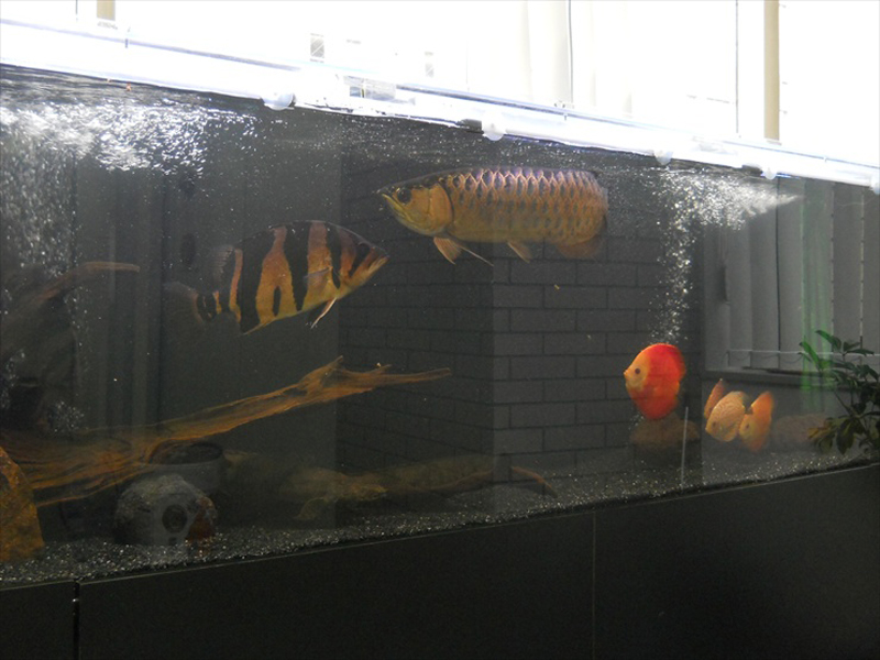 アロワナやダトニオが泳ぐ大型水槽のレイアウト