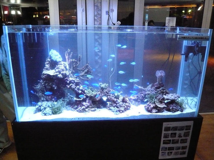 青い海水魚が泳ぐサンゴ礁を再現した大型水槽