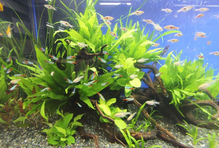 流木に茂る水草とネオンテトラの仲間の群泳