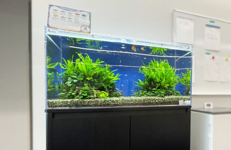 東京都 文教大学様　90cm淡水魚水槽　水槽レンタル事例 水槽画像１