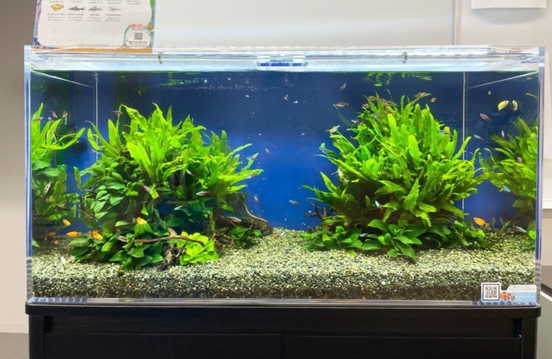 東京都 文教大学様　90cm淡水魚水槽　水槽レンタル事例 水槽画像３