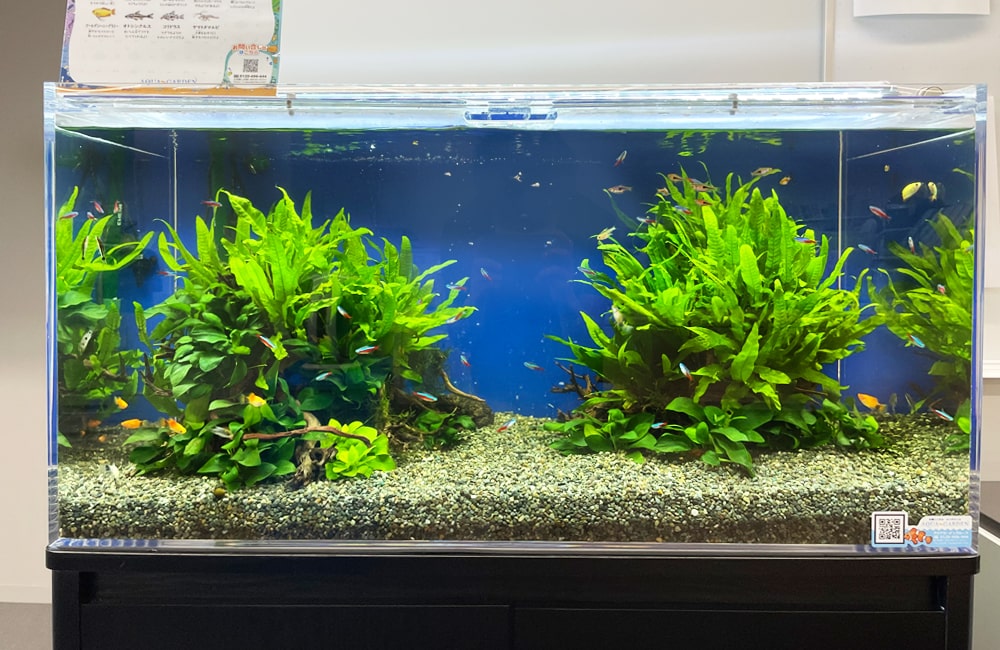 90cm 淡水魚水槽 レンタル