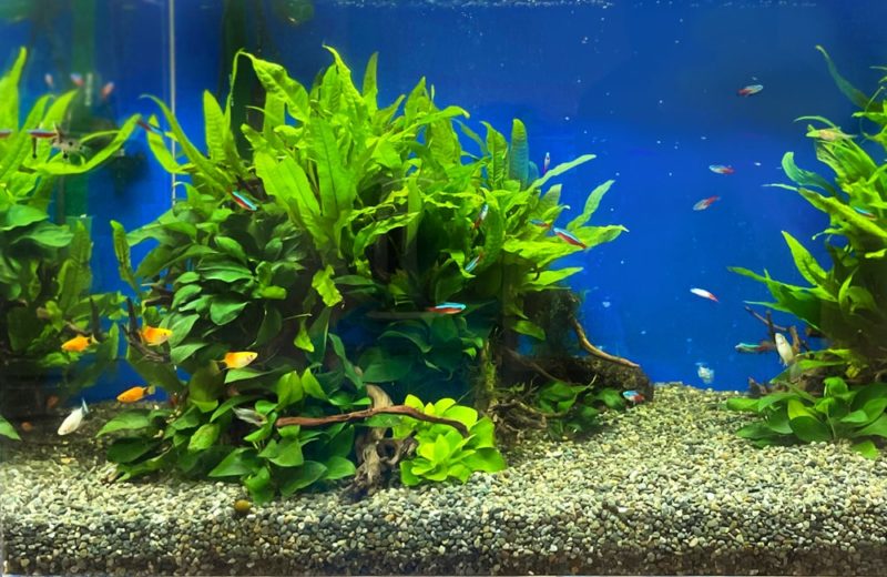 東京都 文教大学様　90cm淡水魚水槽　水槽レンタル事例 水槽画像４