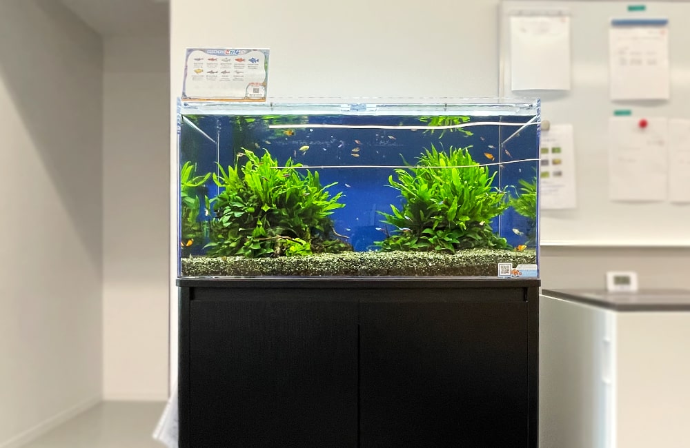 水草が茂る水槽と黒い水槽台があるオフィスの風景