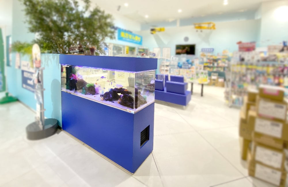 青い水槽台に設置された店舗内の大型海水魚水槽