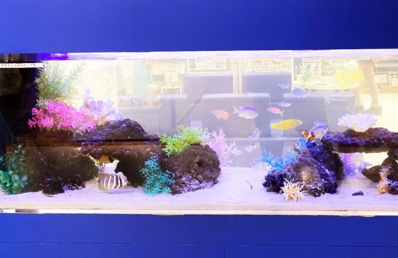 神奈川県相模原市 薬局に設置した150cm海水魚水槽 水槽レンタル事例 水槽画像3