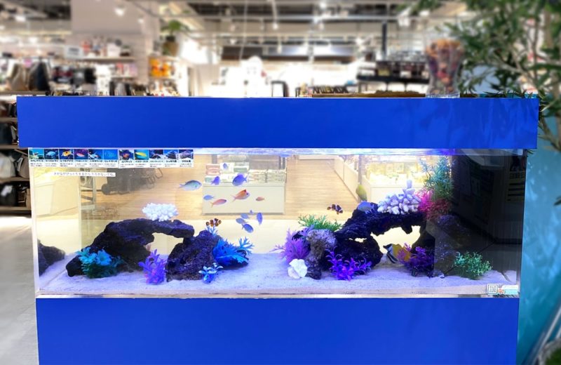 神奈川県相模原市 薬局に設置した150cm海水魚水槽 水槽レンタル事例 水槽画像4