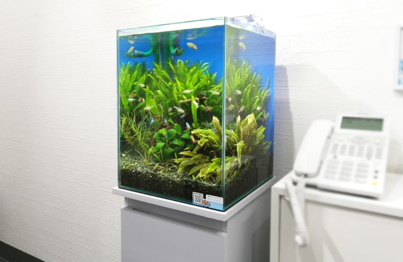 神奈川県横浜市 企業様 エントランスに設置 30cm淡水魚水槽 レンタル事例 水槽画像1