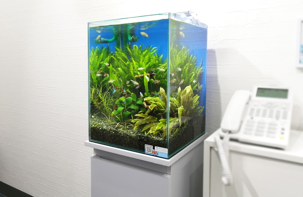 神奈川県横浜市 企業様 エントランスに設置 30cm淡水魚水槽 レンタル事例のサムネイル画像