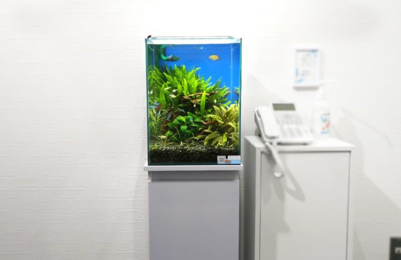 神奈川県横浜市 企業様 エントランスに設置 30cm淡水魚水槽 レンタル事例 水槽画像2