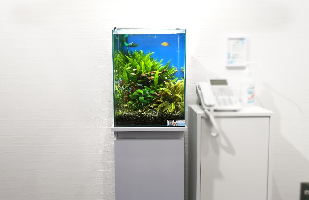 白い壁際に設置された水草と小型魚の小型水槽セット
