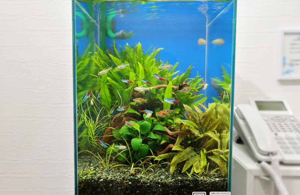 ネオンテトラの仲間が泳ぐ水草レイアウトの小型水槽