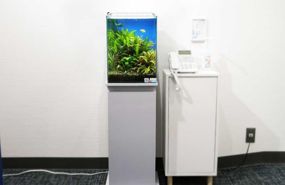 白い水槽台に置かれた水草が茂る小型水槽と電話機