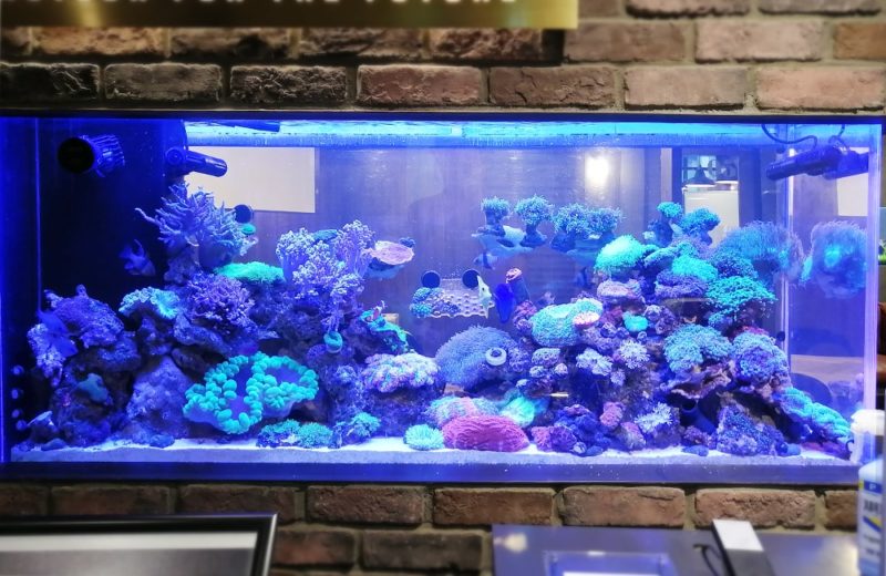 渋谷区 企業オフィス 壁埋め込み150cm海水魚水槽 水槽リース事例 水槽画像2