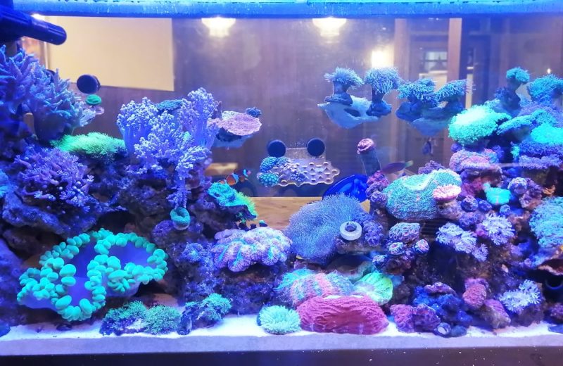 渋谷区 企業オフィス 壁埋め込み150cm海水魚水槽 水槽リース事例 水槽画像3
