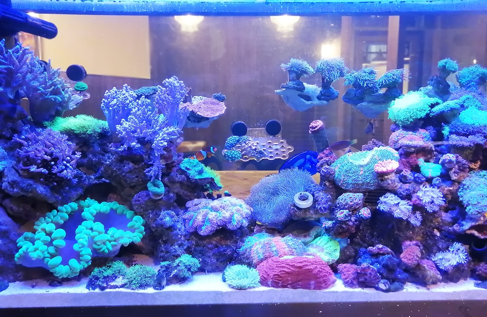 青や緑のサンゴが並ぶ海水魚水槽のレイアウト