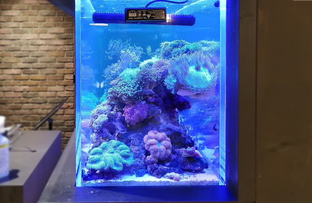 青い照明に照らされたサンゴ礁の海水魚水槽
