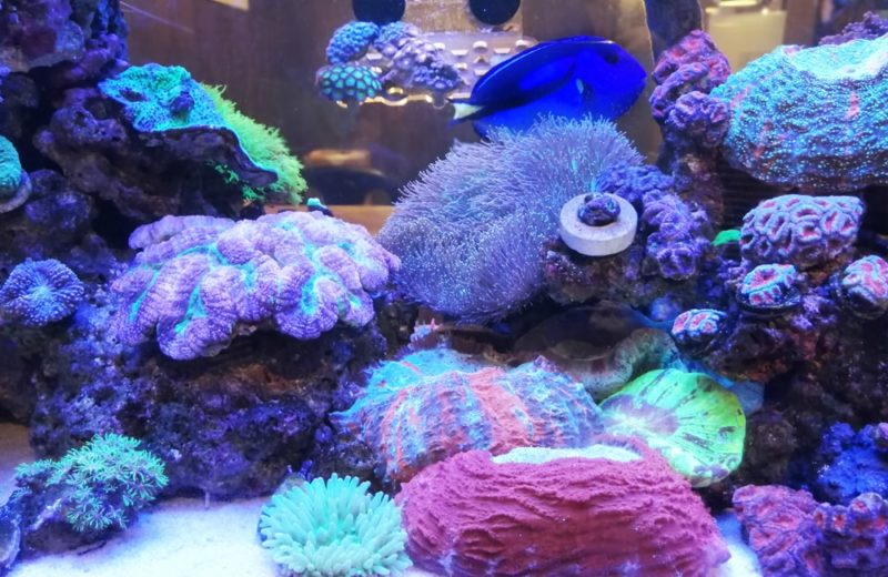 渋谷区 企業オフィス 壁埋め込み150cm海水魚水槽 水槽リース事例 水槽画像4
