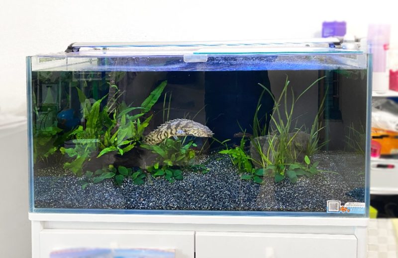 品川区 ご自宅に設置 90cmポリプテルス水槽 レンタル事例 水槽画像2