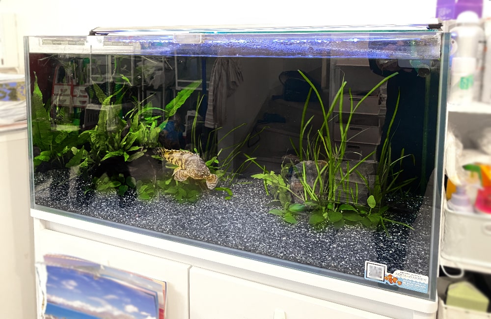 黒い砂利と水草を配置した大型水槽を泳ぐ淡水魚の姿