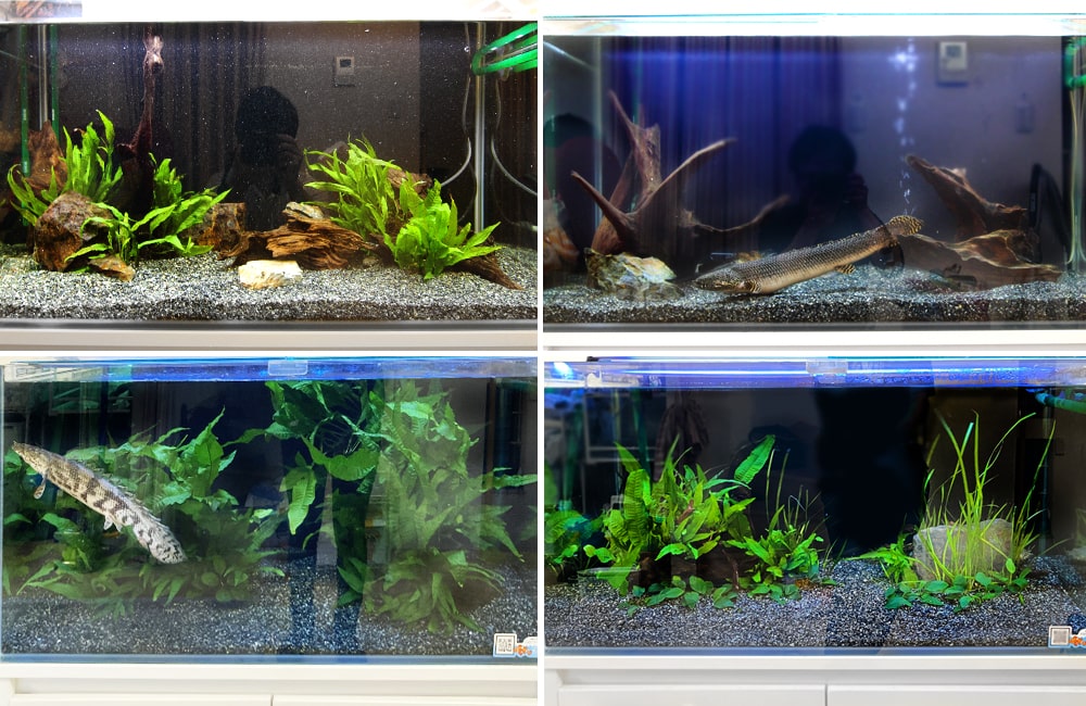 水草や流木を配置した4つの大型魚水槽の比較画像