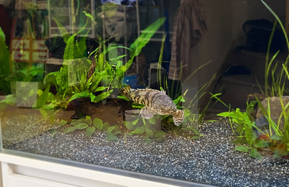 水草が植えられた水槽内を泳ぐ大型の古代魚
