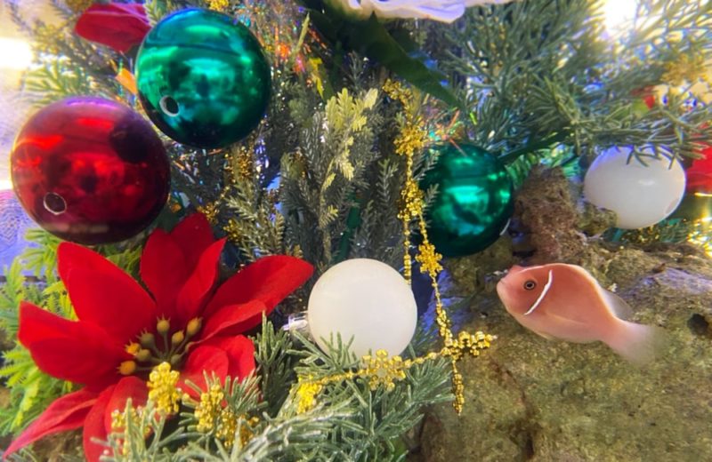 シェラトン・グランデ・トーキョーベイ・ホテル様 水槽リース事例 クリスマスVer 水槽画像4