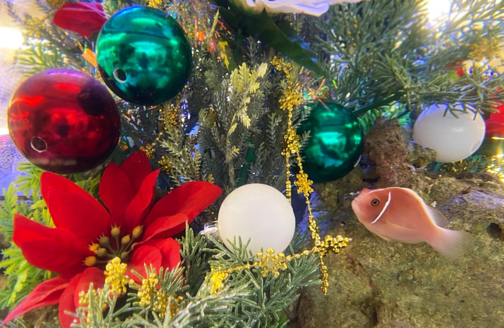 クリスマス装飾の水槽内を泳ぐピンク色の海水魚