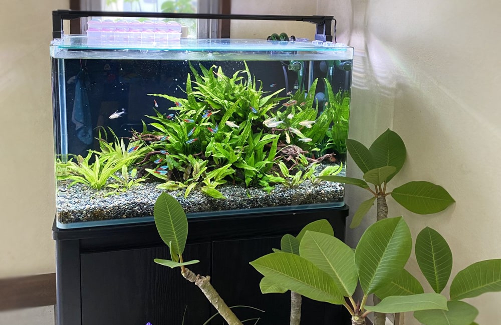 水草が茂る水槽とネオンテトラの仲間や観葉植物
