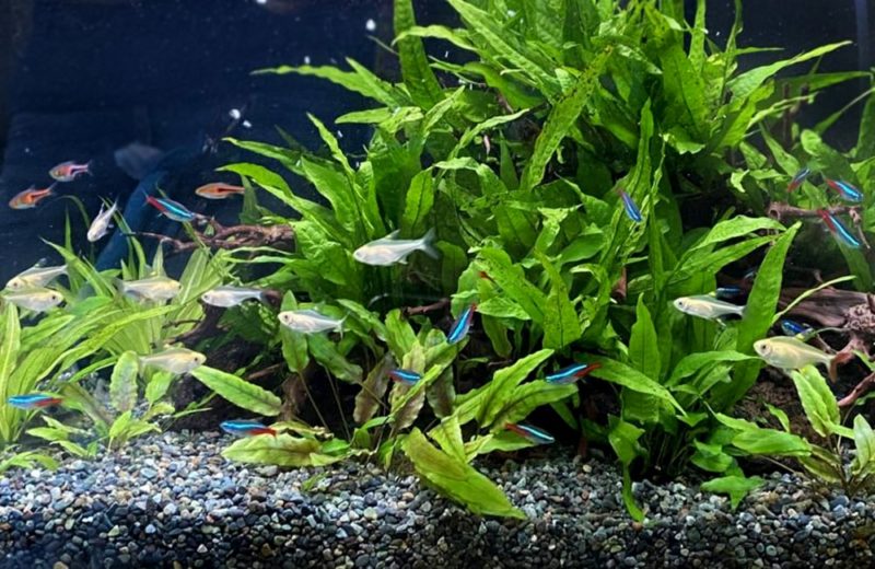東京都練馬区 薬局様の60cm淡水魚水槽 水槽レンタル事例 水槽画像3