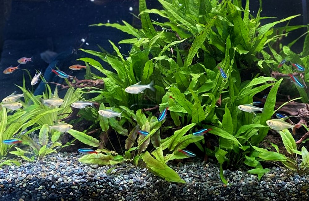 60cm 水槽 熱帯魚