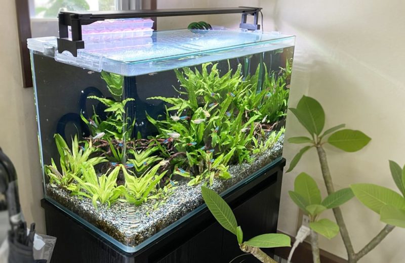 東京都練馬区 薬局様の60cm淡水魚水槽 水槽レンタル事例 水槽画像4