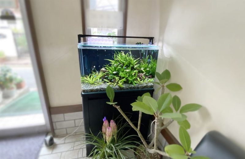 東京都練馬区 薬局様の60cm淡水魚水槽 水槽レンタル事例 水槽画像5