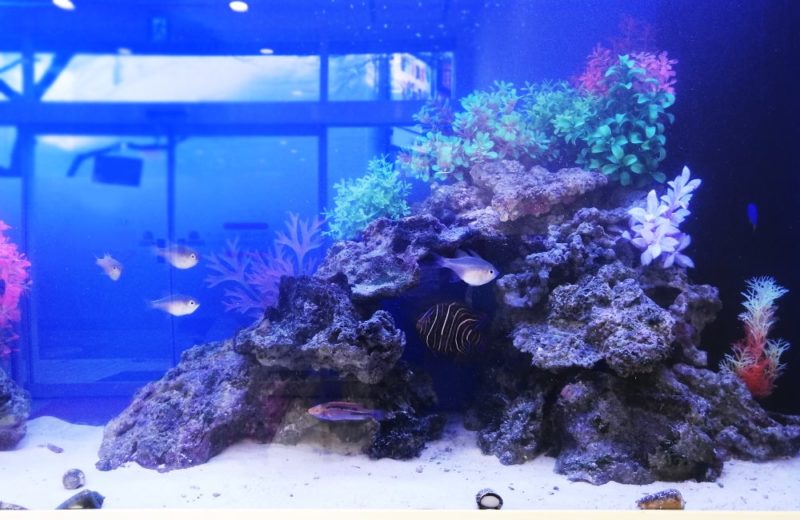 東京都八王子市 歯科クリニック様 136cm海水魚水槽 販売・メンテナンス事例 水槽画像3