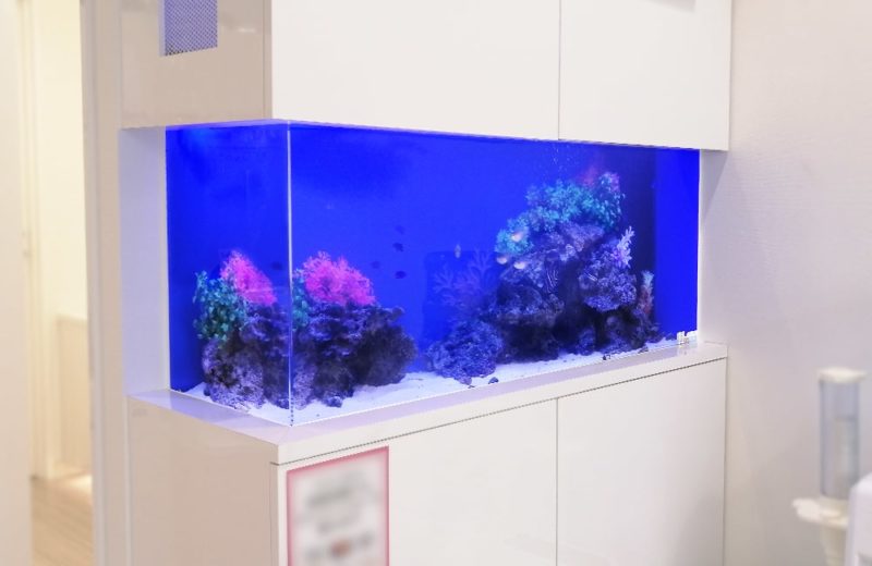 東京都八王子市 歯科クリニック様 136cm海水魚水槽 販売・メンテナンス事例 水槽画像5