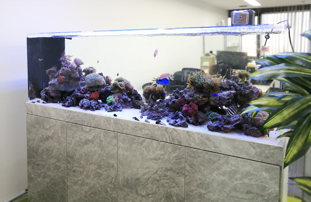 神奈川県相模原市 企業様 180cm海水魚水槽 水槽リース事例のサムネイル画像