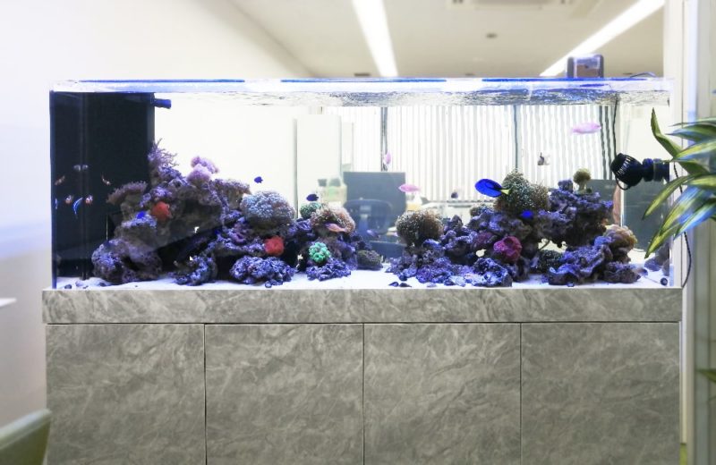 オフィスに設置された大型の海水魚水槽とサンゴのレイアウト
