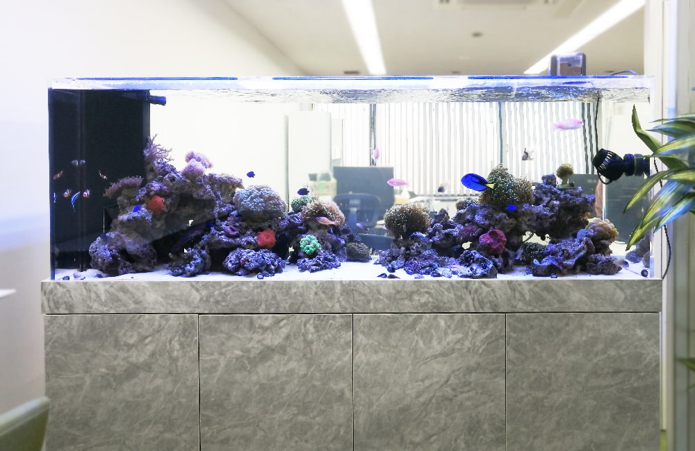 海水魚水槽に水流ポンプを入れて最適な水流を作ろう！水流の作り方も解説！のサムネイル画像