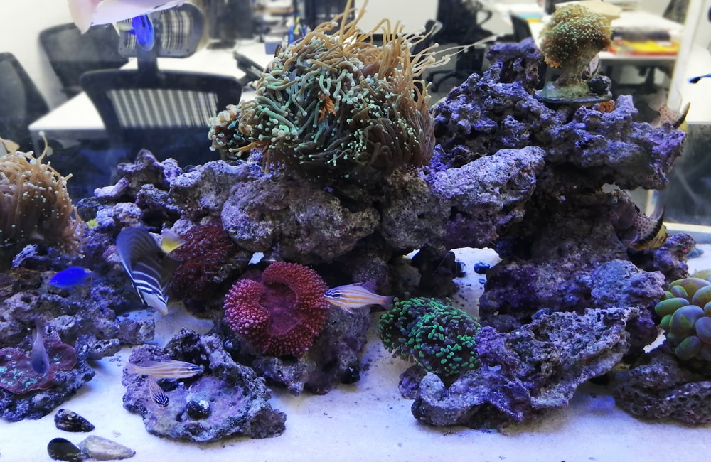 ライブロックとサンゴを配置した海水魚水槽のレイアウト
