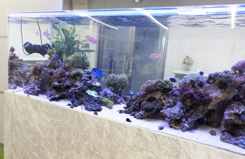 神奈川県相模原市 企業様 180cm海水魚水槽 水槽リース事例 水槽画像5