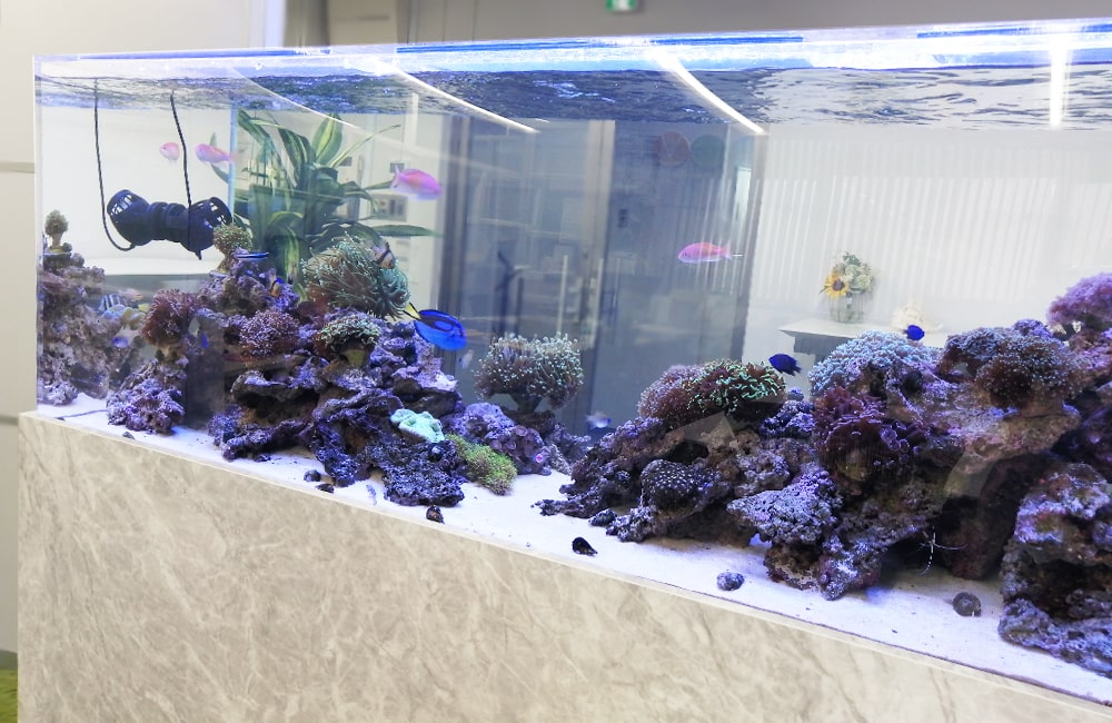 サンゴと海水魚が泳ぐ大型のオーバーフロー水槽