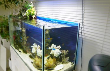 水槽レンタルサービス 見本の水槽をショールームに設置しました