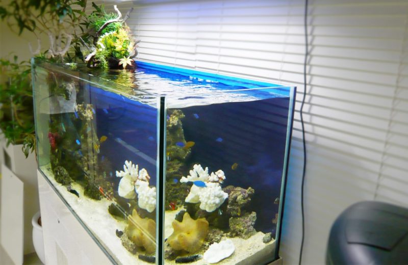水槽レンタルサービス 見本の水槽をショールームに設置しました 水槽画像1