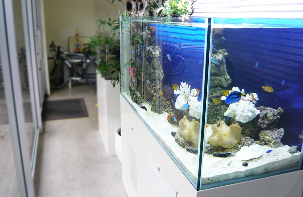 青い背景にサンゴと熱帯魚が泳ぐ海水魚水槽の設置例