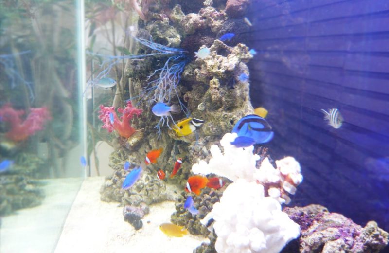 水槽レンタルサービス 見本の水槽をショールームに設置しました 水槽画像3