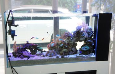 水槽レンタルサービス　海水魚水槽の例として水槽を設置しました