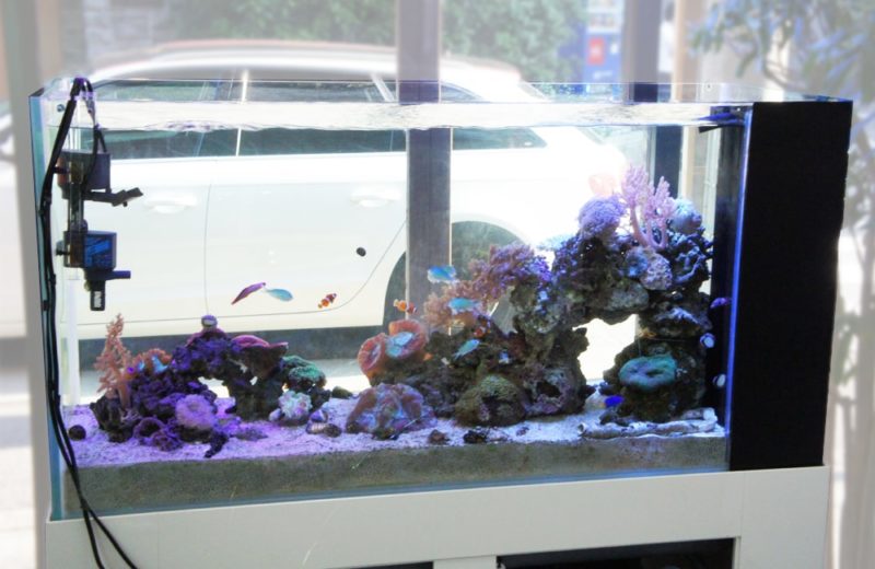 水槽レンタルサービス 海水魚水槽の例として水槽を設置しました 水槽画像1