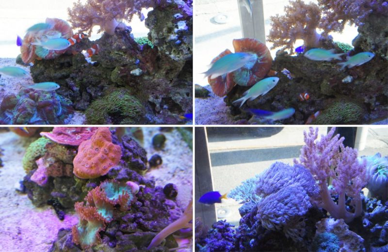 水槽レンタルサービス 海水魚水槽の例として水槽を設置しました 水槽画像2
