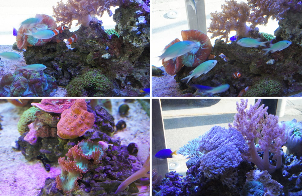 サンゴ礁を泳ぐ海水魚と色鮮やかなサンゴのレイアウト水槽